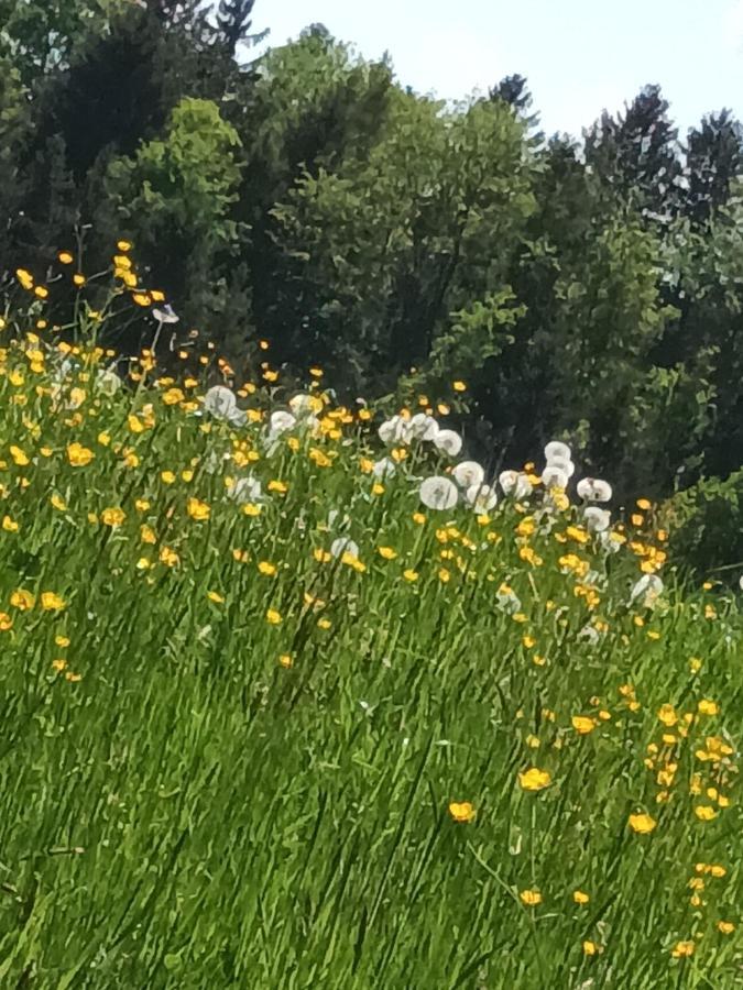 Hideaway Διαμέρισμα Zell am Moos Εξωτερικό φωτογραφία